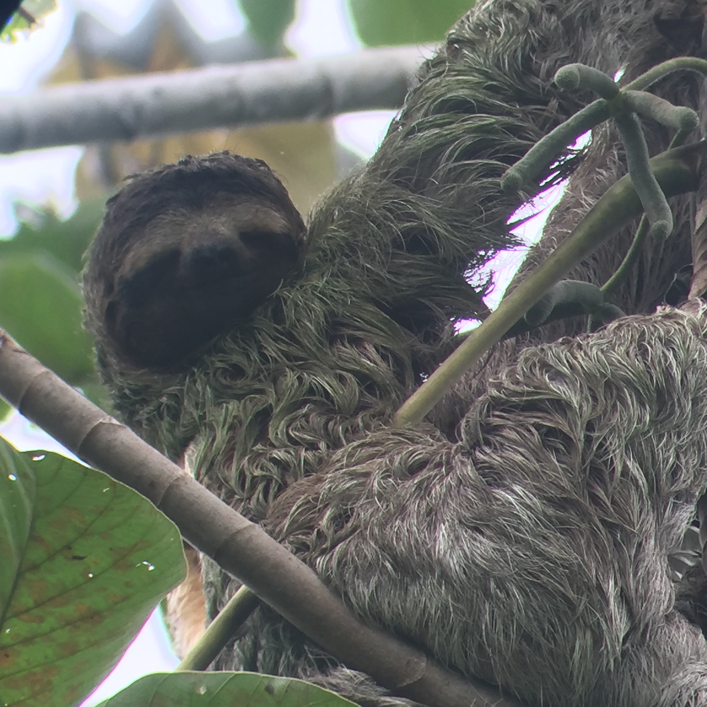 Sloth in Manuel Antonio, Costa Rica